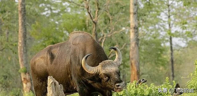 世界上最大的牛王,最大的牛号称牛魔王