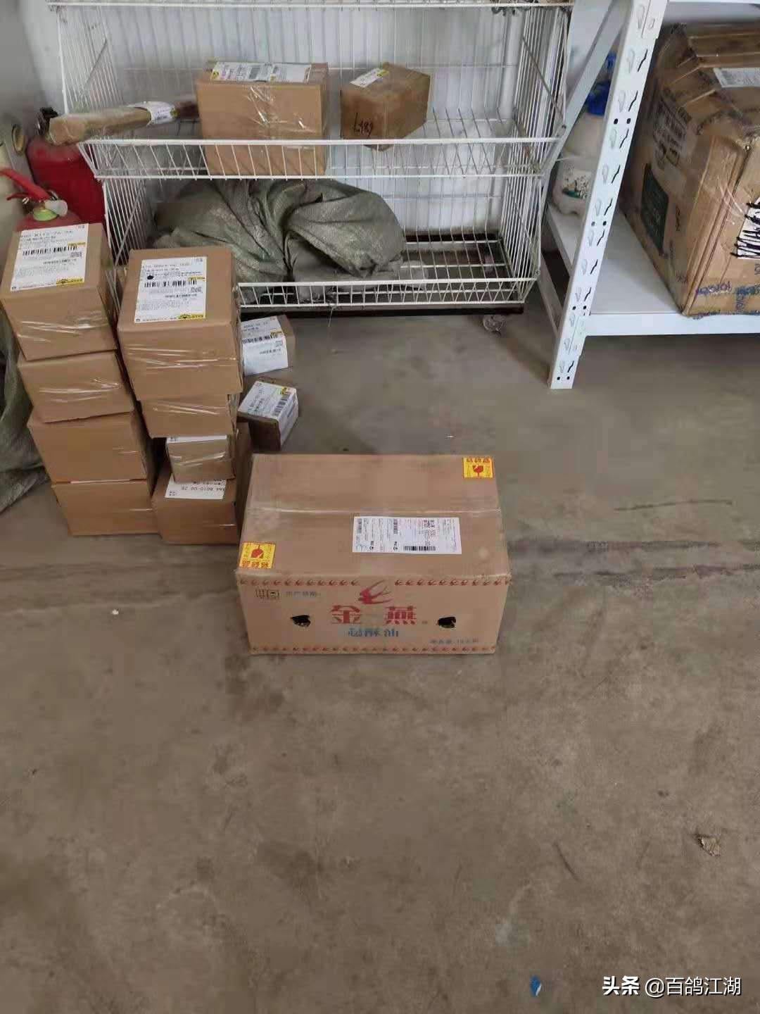 养鸽子是不是骗局,养鸽人买来的教训