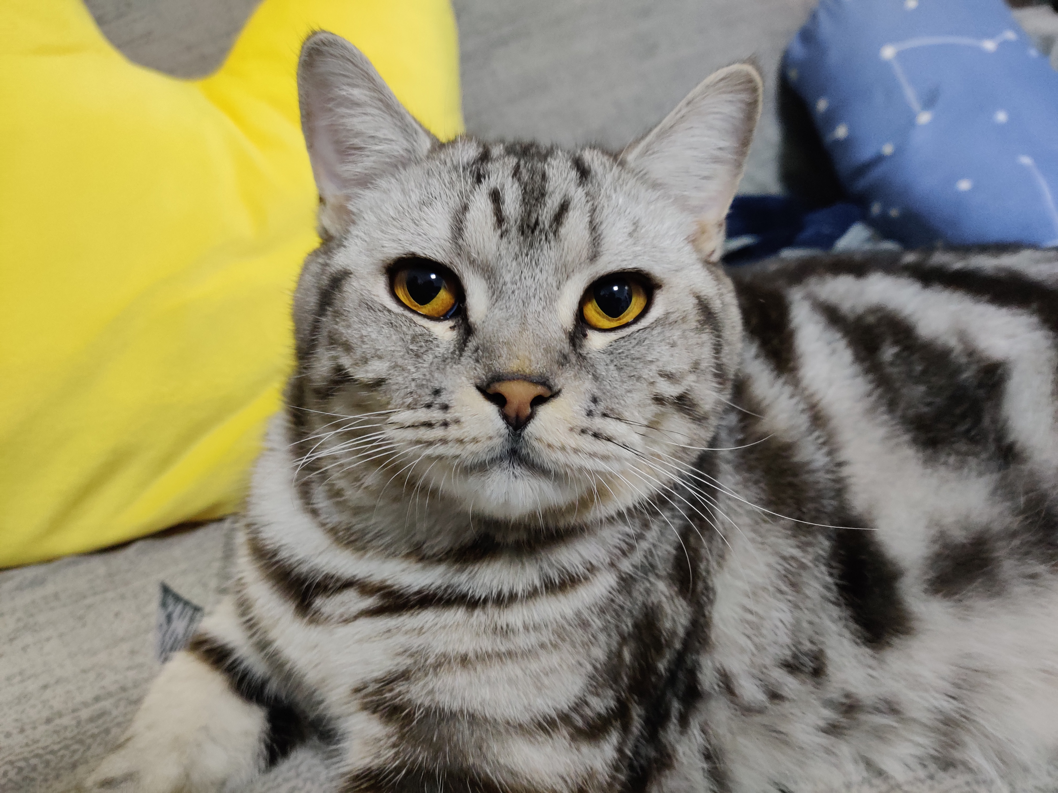 怎么从失去宠物中走出来,宠物死后很伤心怎样走出悲伤