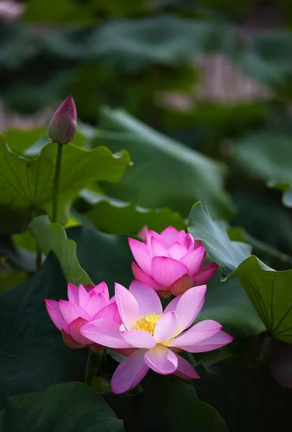 荷花古诗词鉴赏,映日荷花别样红中荷花的特点是