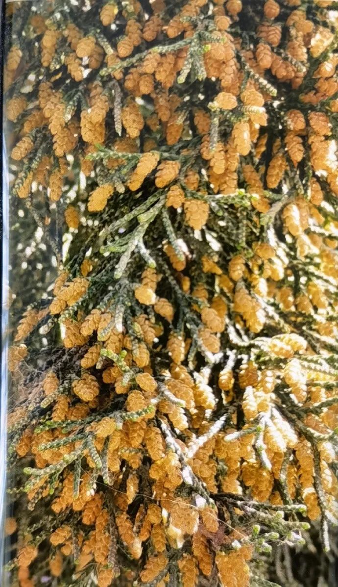 圆柏过敏症状图片,喷嚏是过敏鼻炎引起的吗