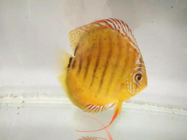 高锰酸钾给鱼缸消毒多久可以放鱼,鱼缸内放高锰酸钾对鱼有没有伤害