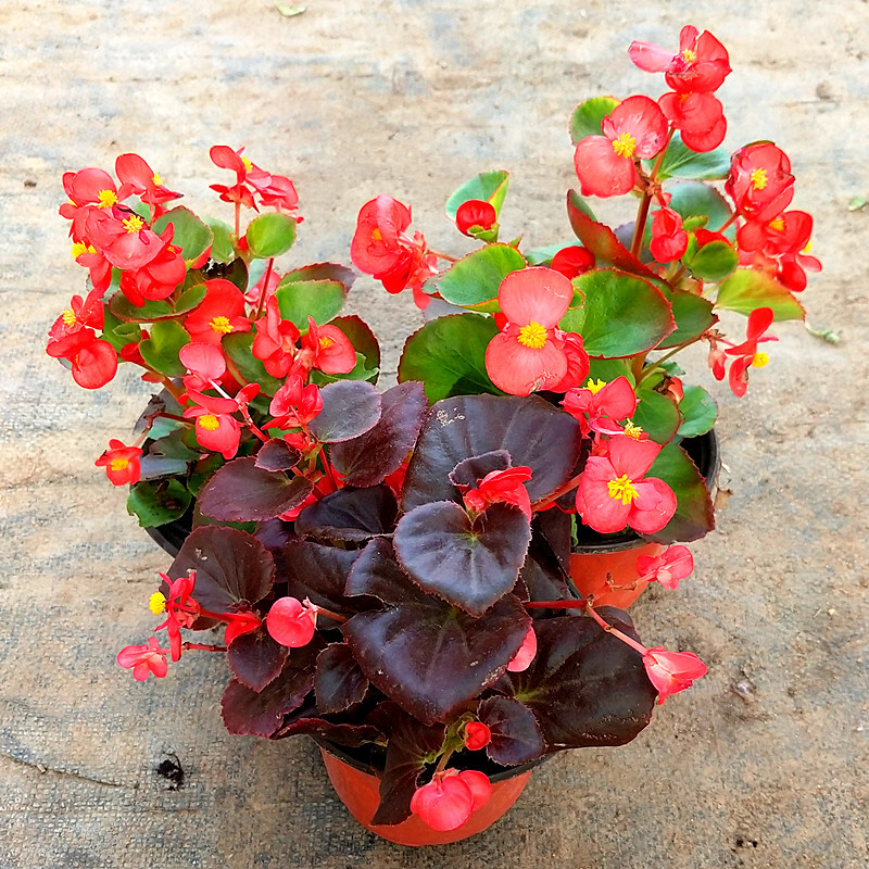 人养花花,人养花花养人哪些花养人