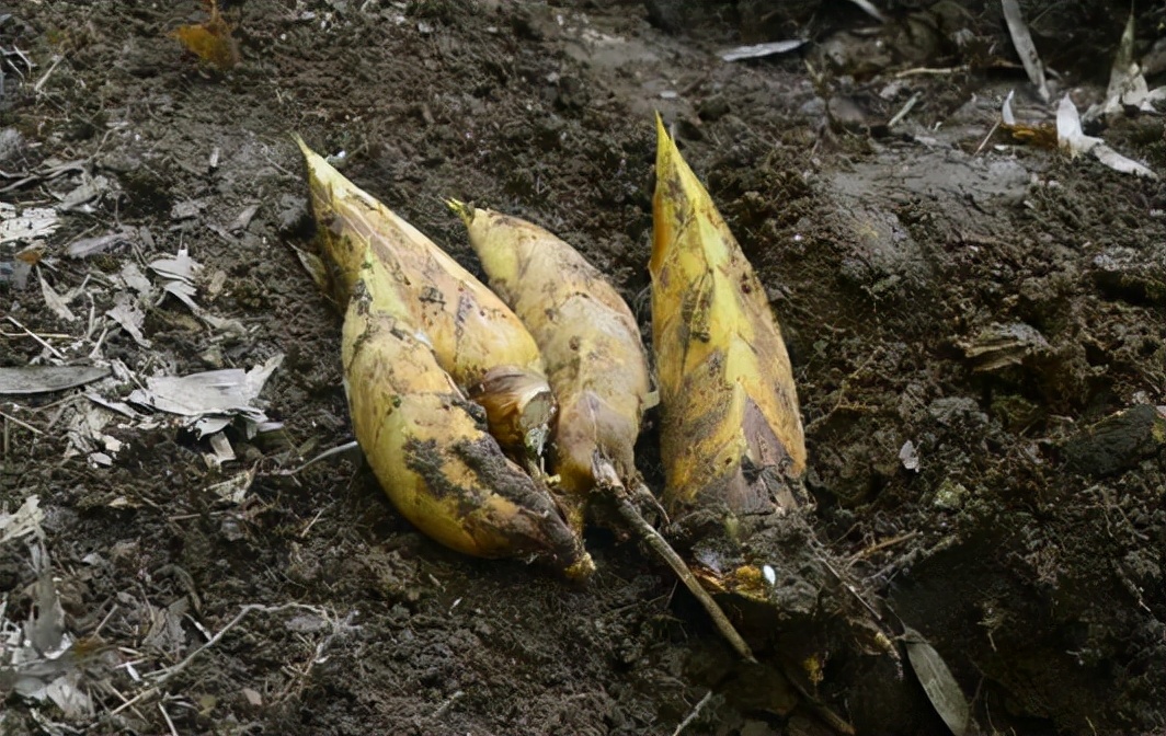 冬笋从哪里长出来好吃,冬笋的生长在哪里