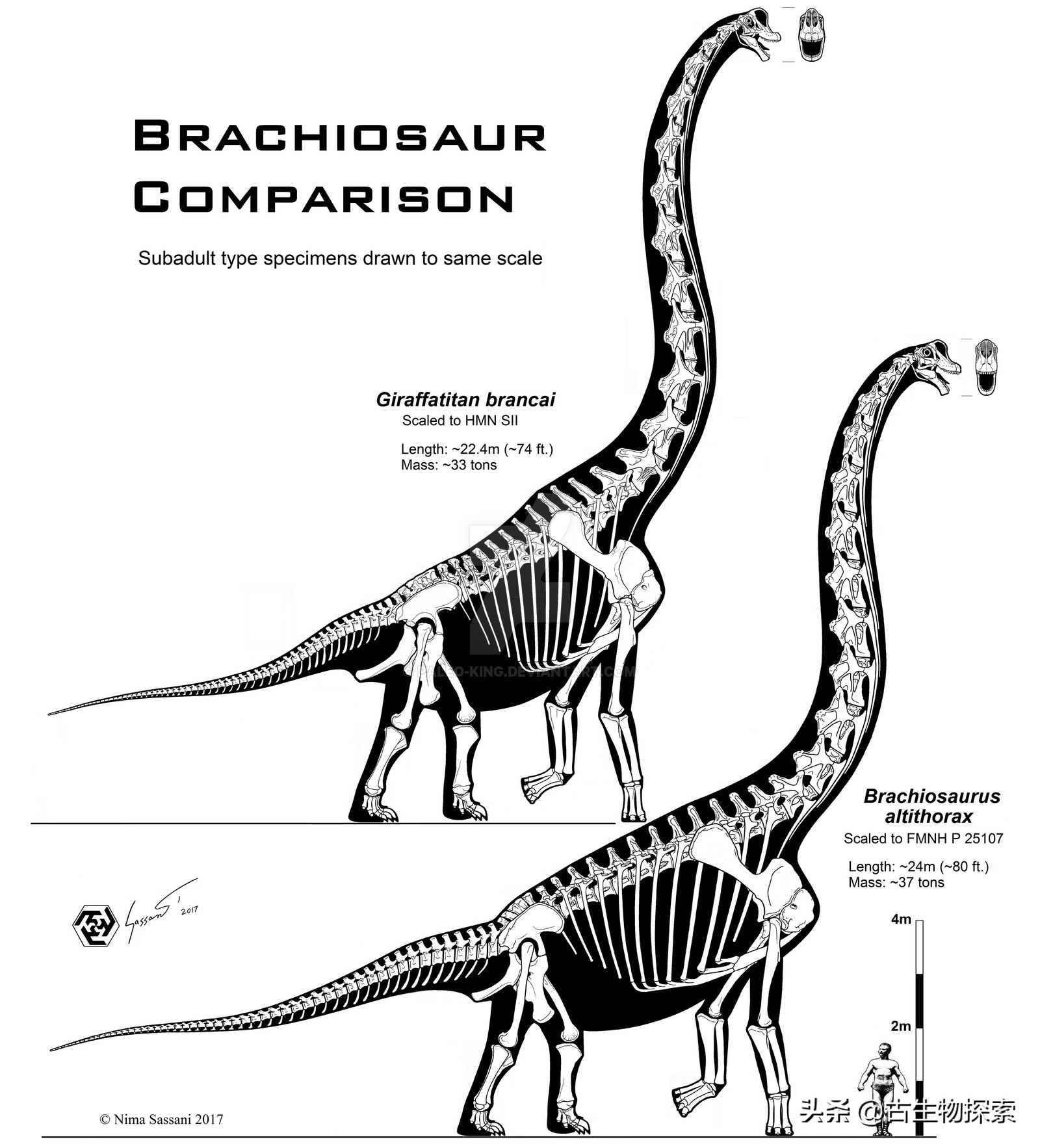 超级巨龙和金牌巨龙,超级巨龙进化