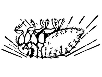 北海家庭灭蟑螂妙招,北海家庭如何灭蟑螂