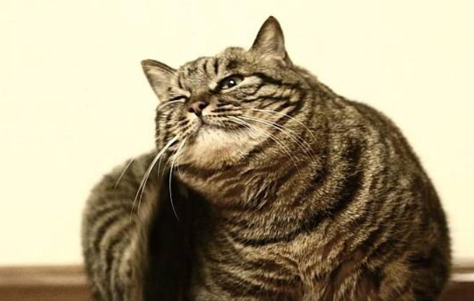 猫咪体外驱虫药用什么牌好,猫咪体外驱虫什么药比较好