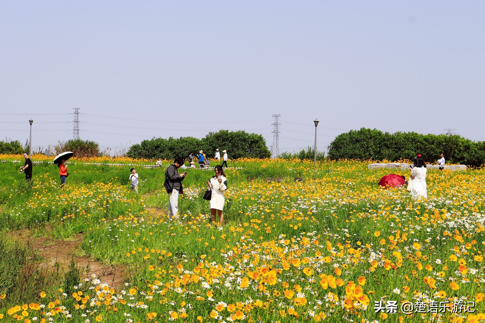 宁波大闸桥花海,宁波风景花海