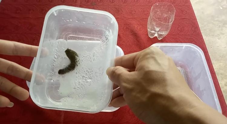 童年回忆蚂蝗,童年回忆挖蚯蚓作文