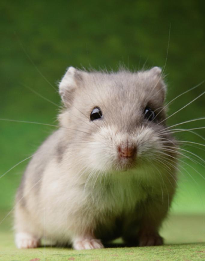 新手养金丝熊仓鼠必备知识,新手怎么养布丁和三线仓鼠