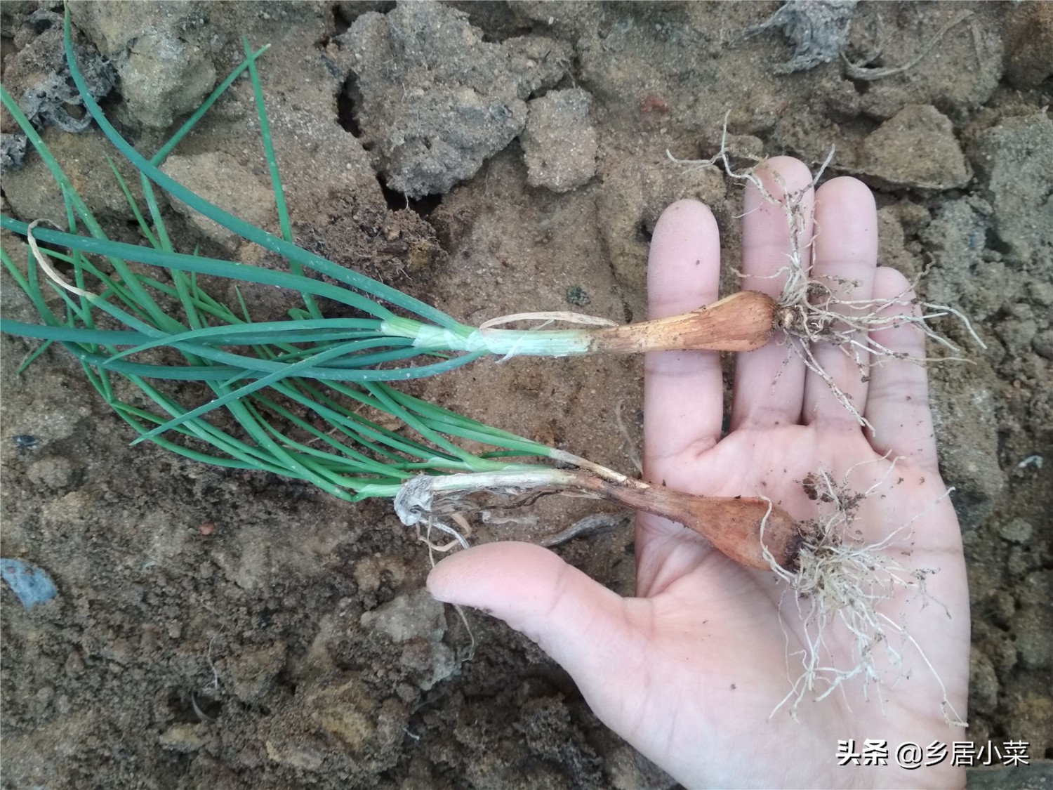 小香葱和葱苗的区别,小香葱幼苗多久才能长得粗壮
