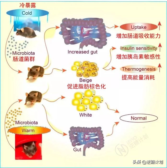 怎样做轻断食瘦得快,如何轻断食比较健康