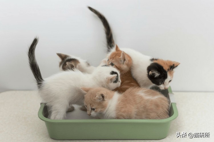 猫咪乱尿科学解释,猫咪乱尿是泌尿系统出问题了吗