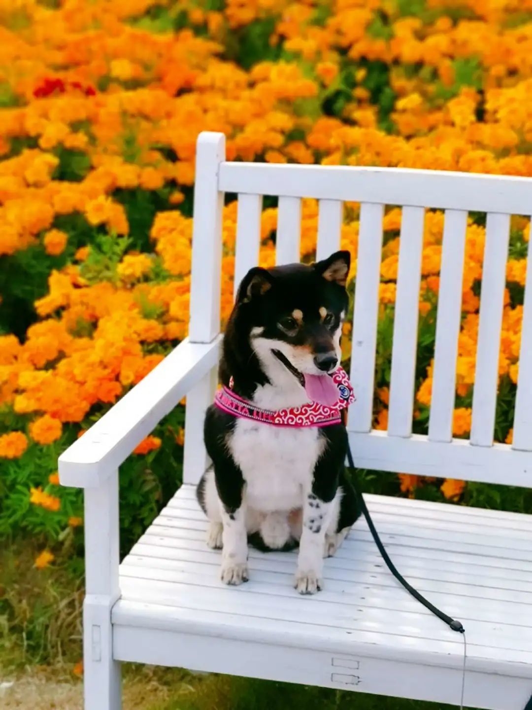 2022年上海遛狗圣地,2021上海遛狗圣地