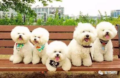 狗子害怕电瓶车？来，教你怎么带狗子克服它！