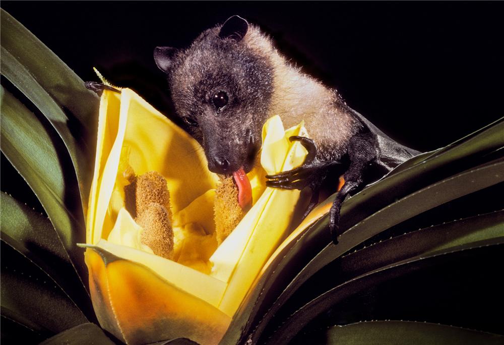 吕宋岛有种狐蝠，不吃虫子也不吸血，为吃上无花果飞行40千米