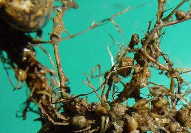 种的花生地里长满了野草,种植花生芽长白毛怎么处理