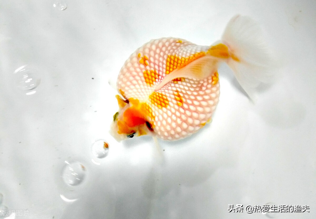 金鱼要怎么养才能活得更久,掌握好这五点养好金鱼根本就不难