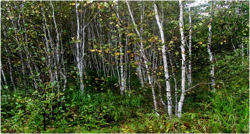 树木由来,树木从远古到现在