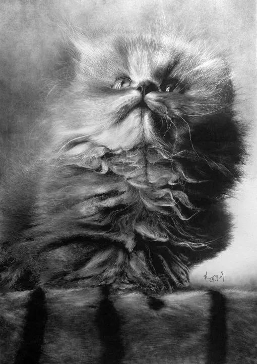 素描动物最全的收集,精微素描动物临摹高清大图