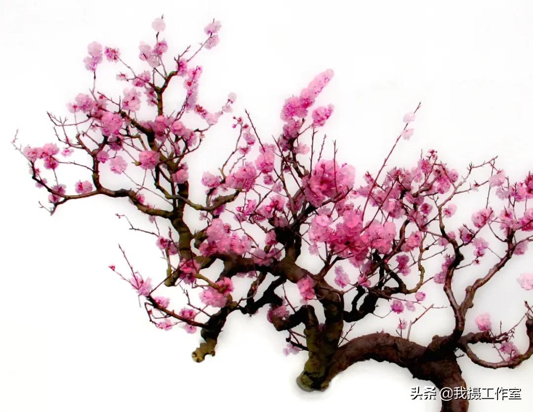 第16届国际摄影艺术展获奖作品,第29届全国摄影艺术展览作品集