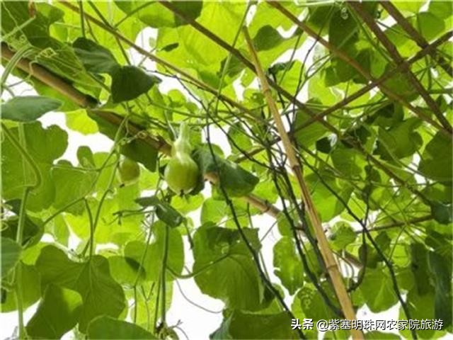 梨木台景林农家院,梨木台景林农家院直播