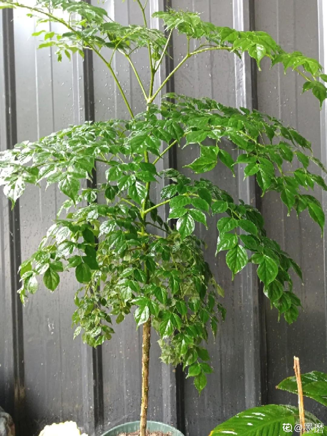 教你如何避开假货买到真品,一张图告诉你怎样分辨假货