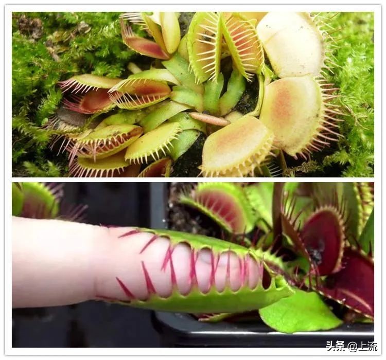 有的人头顶没头发,有的人头发很少但是不脱发