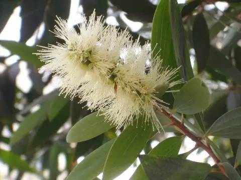 园林设计植物一览表图,神贴十大经典