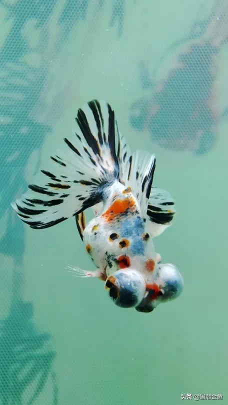 除夕“集五福”!五种福气满满的金鱼,祝您年年有余