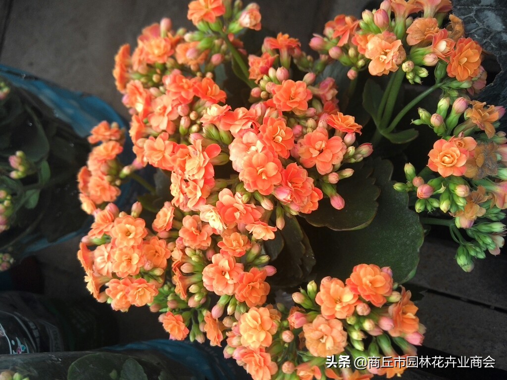 长寿花的病虫害以及防治方法,长寿花常见病虫害有哪些