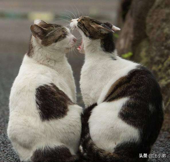 母猫小猫分开回来后哈气怎么办,母猫一直哈气刚来的小猫怎么办