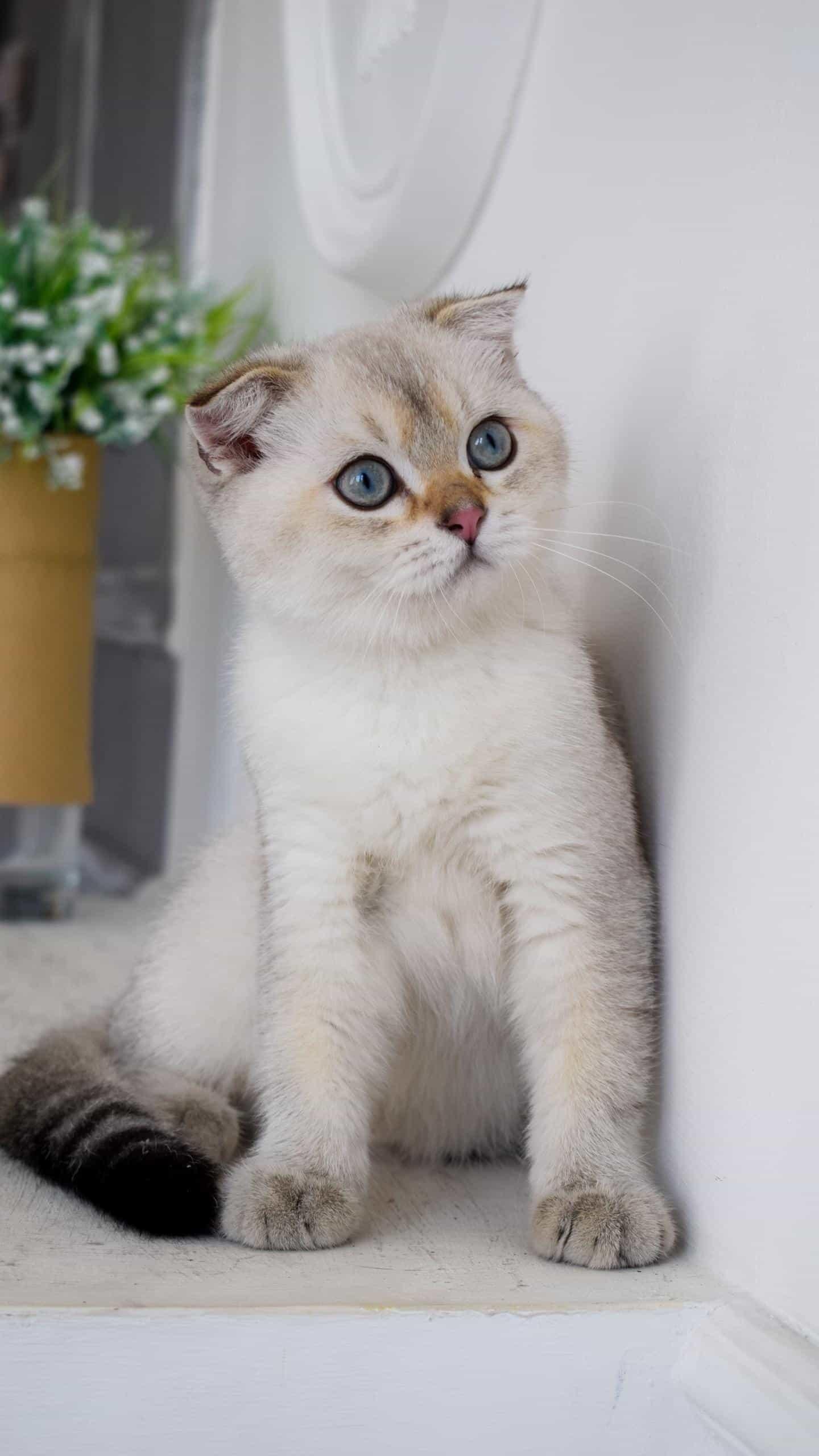 布偶猫受惊吓后肚子鼓鼓的,十万的布偶猫应该是什么样子