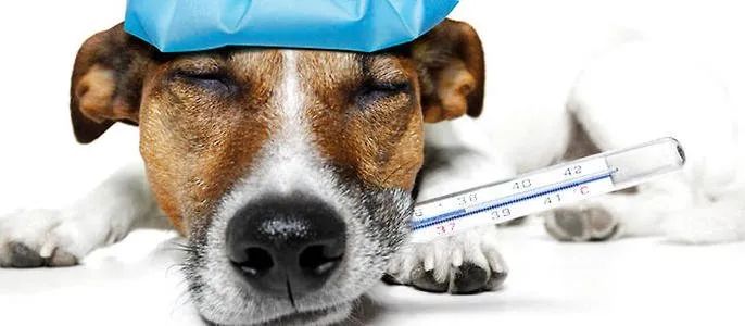 狗狗的这几个动作说明它要咬人,狗狗这几个举动是在喊救命