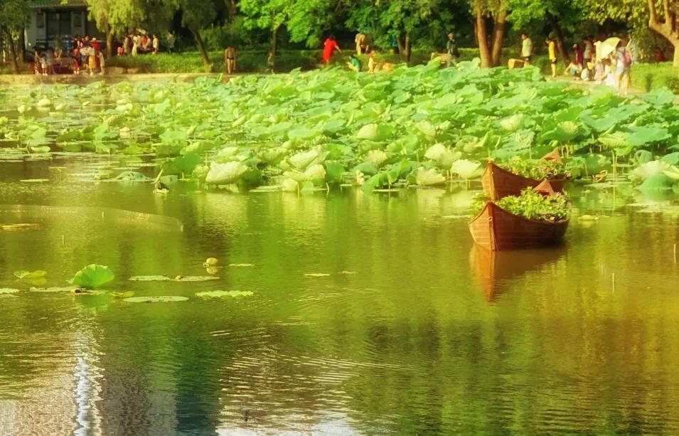 深圳十佳免费湿地公园,深圳十大免费公园排行榜最新名单