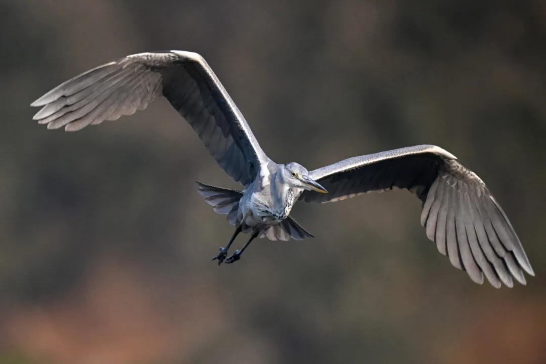 尼康z9旗舰相机详细评测,尼康z9机身的无损变焦功能