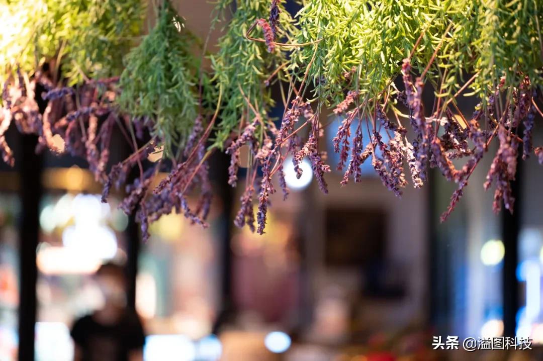 尼康z50mm2.8s微距,尼康z1052.8微距镜头