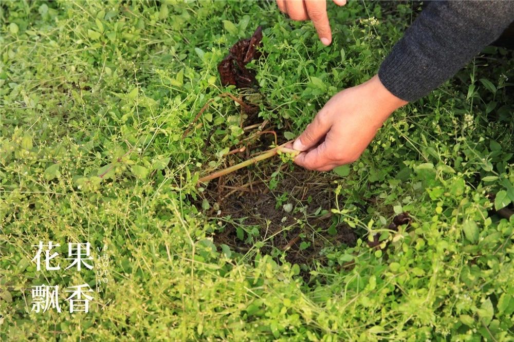 葡萄园有什么发展,葡萄园投入和收入