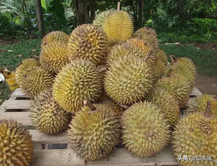 榴莲为啥价格相差那么多,为什么是天价榴莲