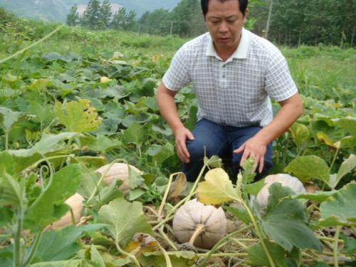 种南瓜不发芽怎么办,南瓜长得好不结瓜咋办