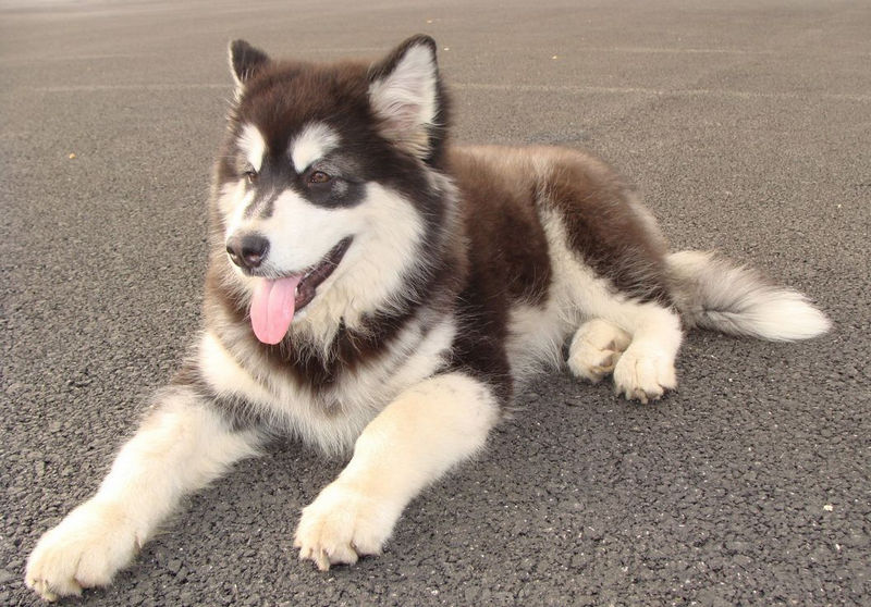 养狗新手入门必备知识,养狗知识大百科入门篇