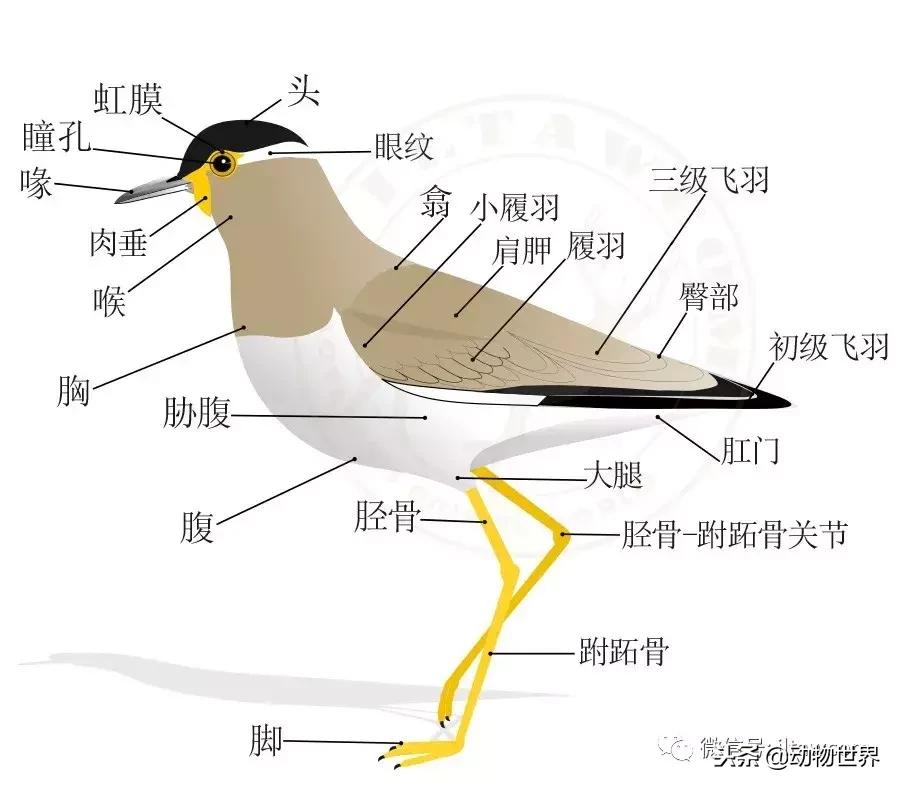 鸟类的产热结构,鸟类的结构特点有哪些