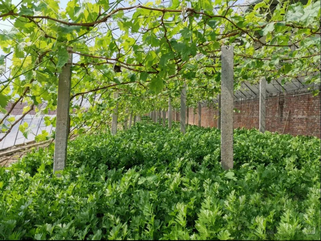 一个不出郑州的踏青好去处,天津春游公园推荐