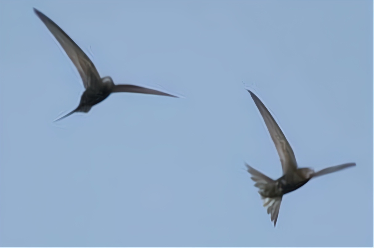 一生都要飞的鸟,雨燕可以在空中飞行几个月