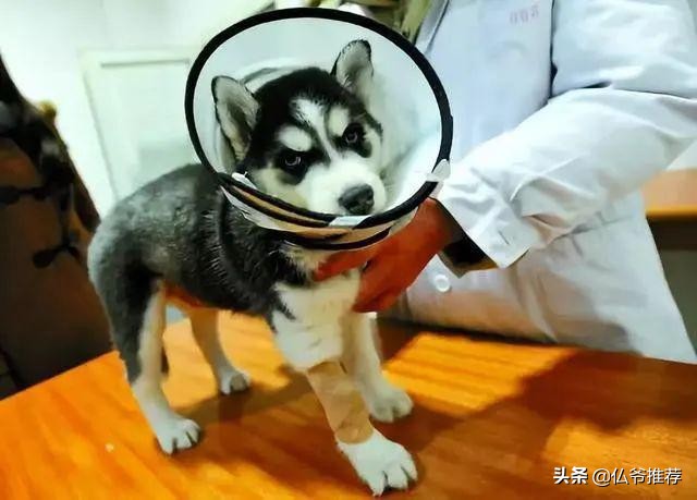 哈士奇最怕什么东西,哈士奇害怕的场面