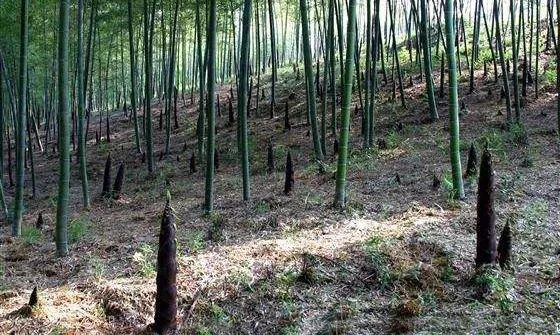 深圳南山竹海挖竹笋,深圳有游客挖竹笋