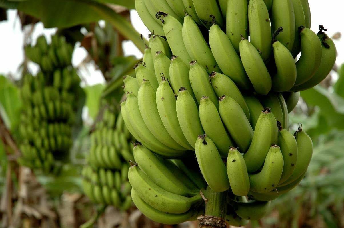 蜘蛛为什么在交配后吃掉配偶,蜘蛛繁殖会吃掉自己老公吗