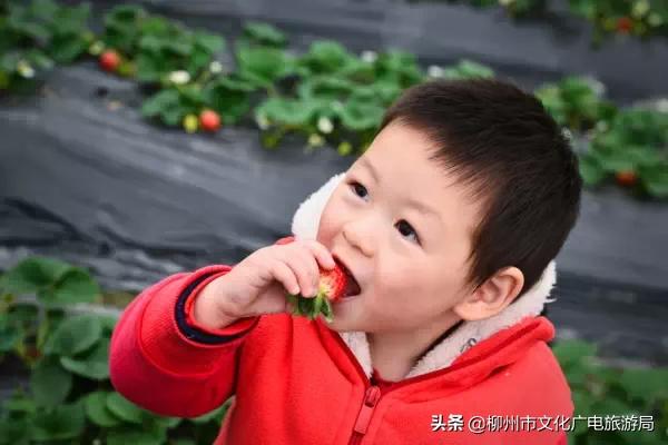 柳州草莓采摘园附近最近地方,柳州附近摘草莓好玩的地方