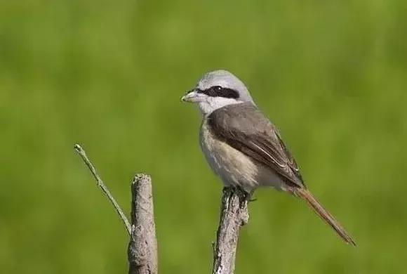 伯劳鸟饲养,没睁眼的伯劳怎样饲养