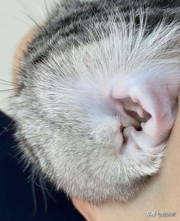 猫咪耳螨怎么治疗才能彻底好,耳螨猫咪用什么药猫咪老是乱动